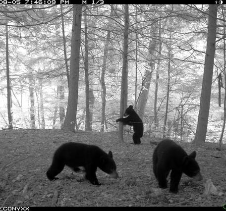Black bears spotted on a trail camera