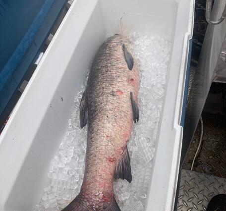black carp on ice in a cooler