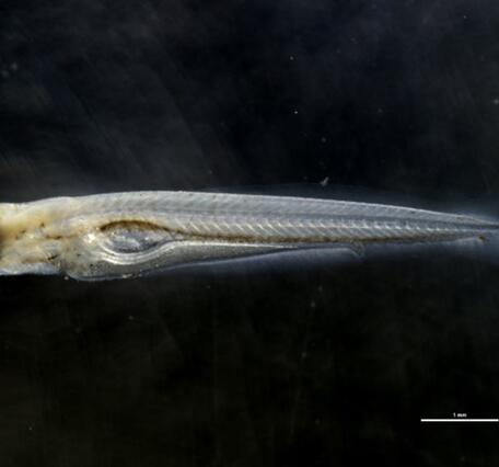 image of a larval black carp