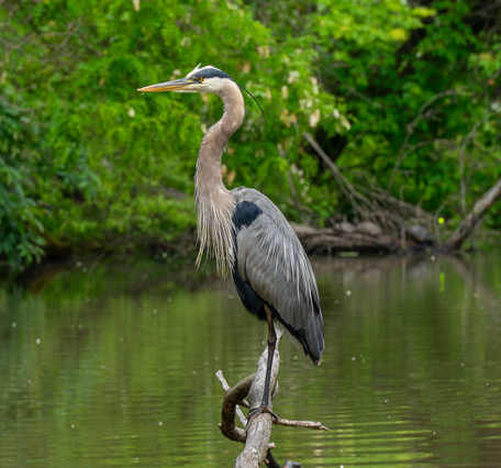 A heron stands on a log over a pond.