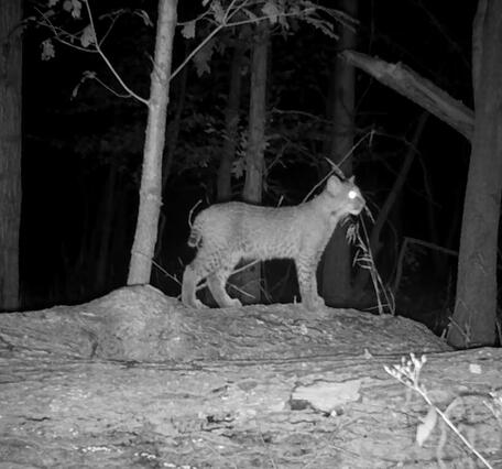 Bobcat spotted on a trail camera in New York