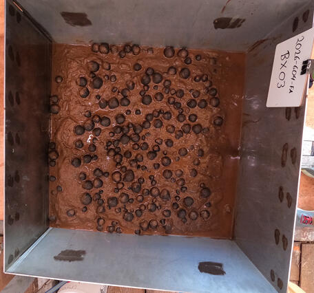 Box core sample containing polymetallic nodules from American Samoa