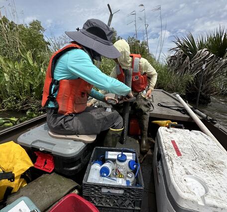 Two scientists sit in a boat surrounded by coolers and equipment. They both look down at their hands as they take samples from sediment cores collected at the marsh edge. Plants can be seen in the background.