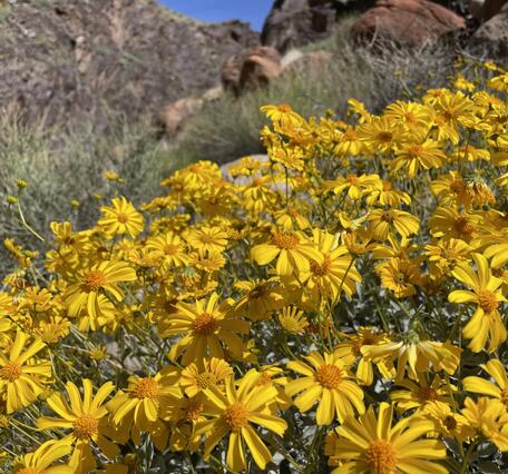 Bright yellow brittlebush flowers in full sunlight in Grand Canyon