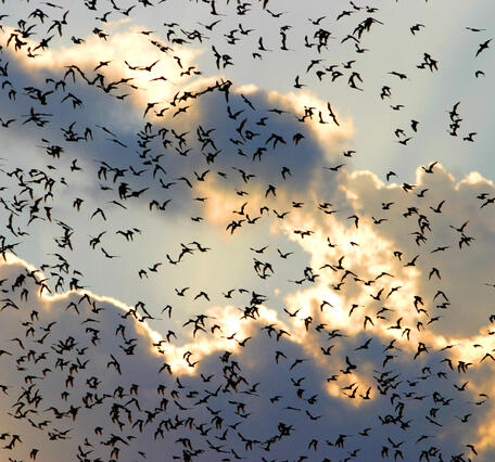 hundreds of bats fly across a partly cloudy sky