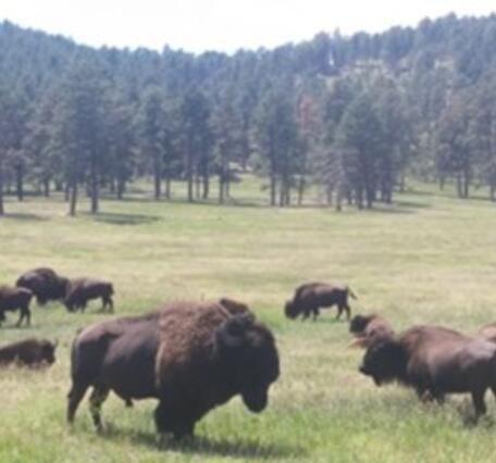 Several bison laying and eating in a grassy field in Custer State Park, SD