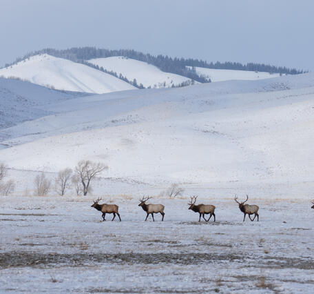 Line of five elk on a field with snow-covered hills in the background