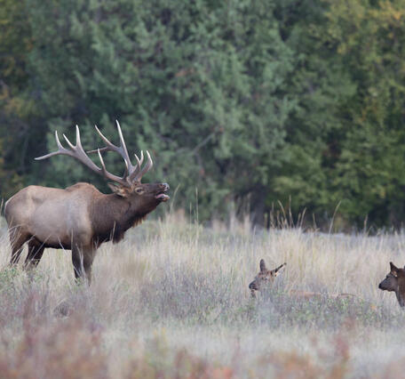 A bull elk with a large set of antlers bugles as female elk rest nearby in tall grass, with conifers in the background