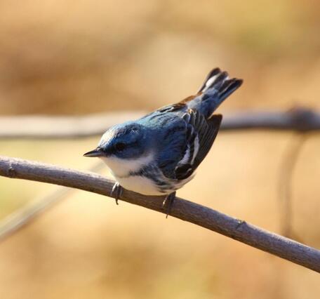 A small blue, black and white songbird perched on a single branch. 