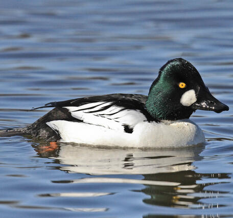 White and black duck with a green head and white cheek patch.