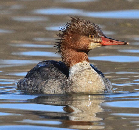 Brown and gray duck with a pointy red bill and a mohawk.
