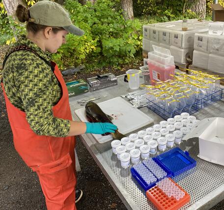 Scientist examining a fish