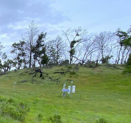 CRNS monitoring station in a meadow with scattered trees and under cloudy sky.
