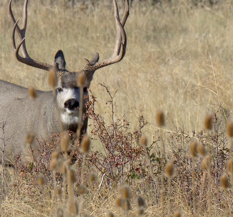 A deer with antlers stands in tall grasses