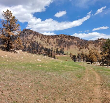 distant hillslopes covered in burnt trees