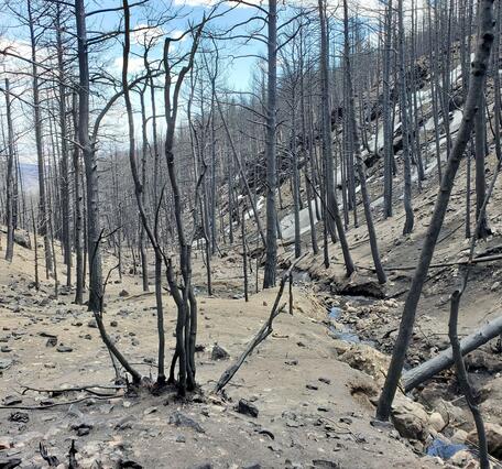 hillslope with burned trees and devoid of other vegetation
