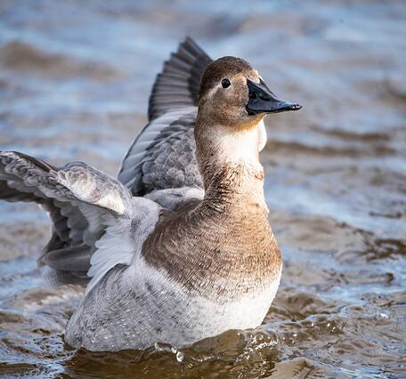 A light brown and white duck with a black bill and black eyes spreads its wings as it floats on the water.