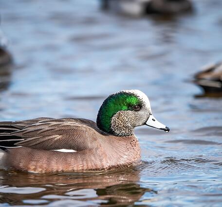 A brown duck with a bright green and white head and a while bill outlined in black floats on the water