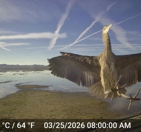 Bird is facing directly toward the camera lens with its large wings fully extended. Shallow wetland landscape 