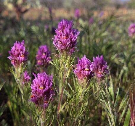 A close up photo of purple owl’s clover (Castilleja exserta) flowers blooming, there are multiple flowers with many bright purple petals blooming, with some in focus in the foreground and others in soft focus in the background