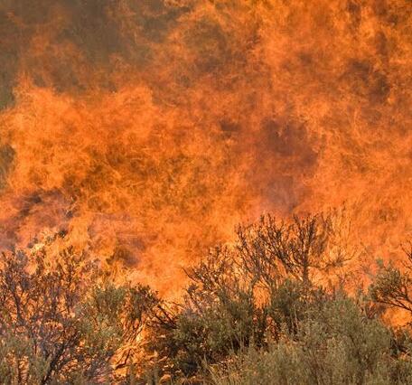 photo of sagebrush on fire