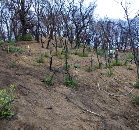 Equipment on a hillside that is covered with burned trees and sparse vegetation