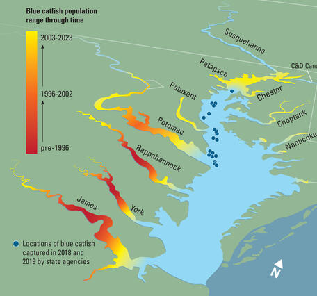 A colorful map of the Chesapeake Bay Watershed with dots showing where invasive blue catfish are.