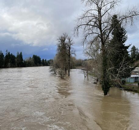 brown water floods trees and is dangerously close to mobile homes along the river. Flooded trees line banks on a cloudy day.