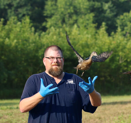 A man in a blue shirt, blue gloves, and glasses releases two ducks
