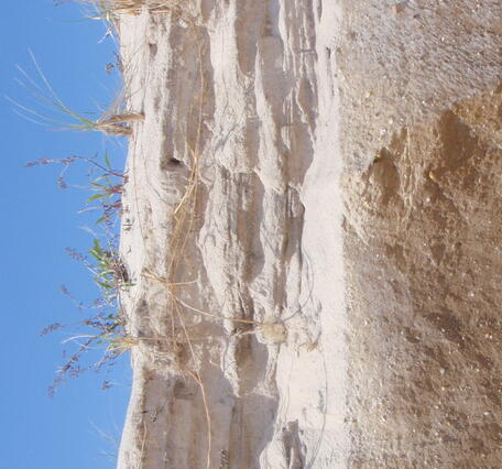 A close-up of an eroded ocean dune scarp
