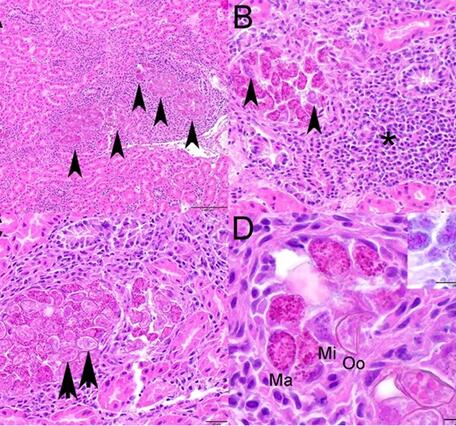 Photomicrographs from a Canada Goose (Branta canadensis) from Ohio, USA.