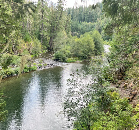 scenic river view. Clear-green water with pine trees lining each bank on a cloudy day.