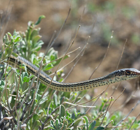a yellow and black patterned snake moving through the tops of a bush