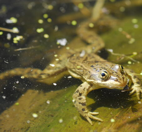 Columbia Spotted Frog partially submerged in the water
