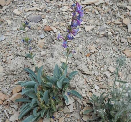 Thickleaf beardtongue