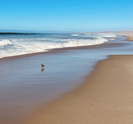 Sandy shoreline with bird standing on the wet sand