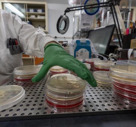 A scientist's hand reaches for a microbiological plate on a stack. Each has microorganisms taken from salamander skin.