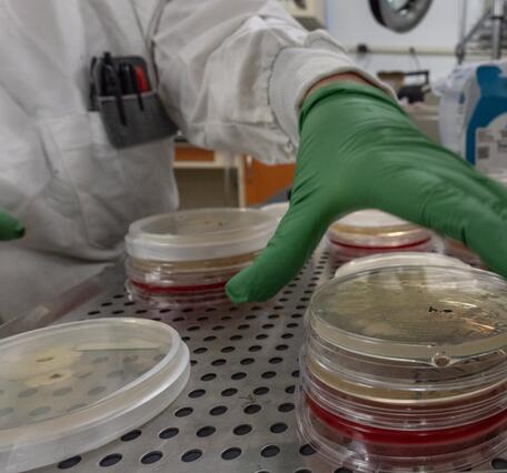 A scientist's hand reaches for a microbiological plate on a stack. Each has microorganisms taken from salamander skin.