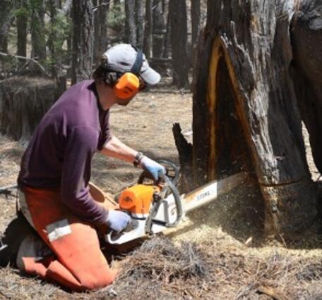 scientist sampling burnt tree