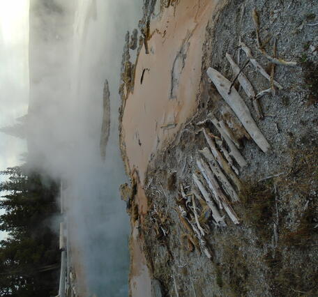 Steaming hot spring and forest in background.  About a dozen logs are arranged alongside one another in the foreground.