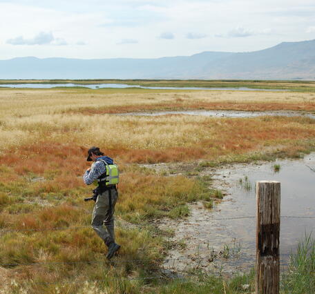 man in hip waders walks through marsh. Red and brown grasses.