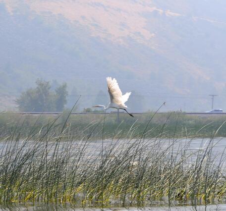 Pelican flying over marsh of Upper Klamath Lake