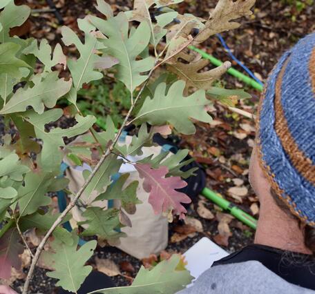 an oak tree branch on the left, a man's head in a beanie on the right, equipment and dried leaves on the ground