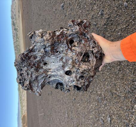 color photo of a man's hand holding a large, black lava bomb about the size of a basketball. 