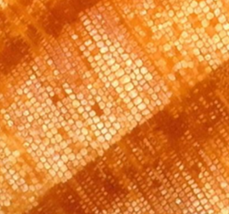 Microscopic view of tree rings, with a scale bar of 0.5 mm