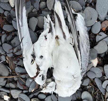 A carcass of a small white gull with black wingtips laying on the gray beach rocks.