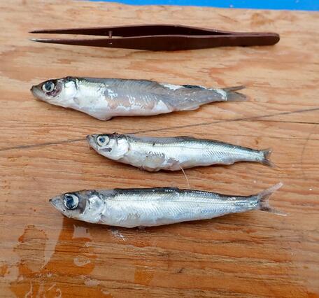 Three small fish on wood board with brown tweezers above fish
