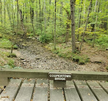 A dry streambed in a wooded forest.
