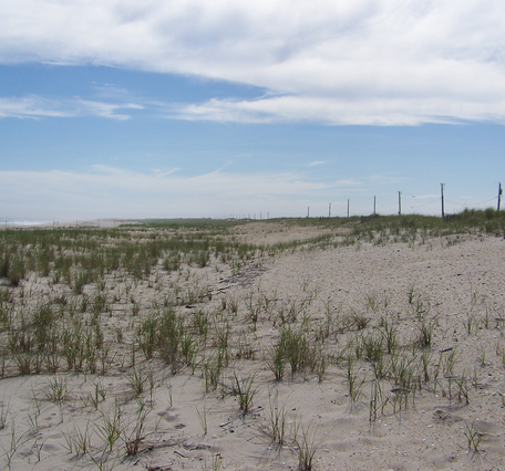 A wide vegetated dune with a developed berm and tall crest