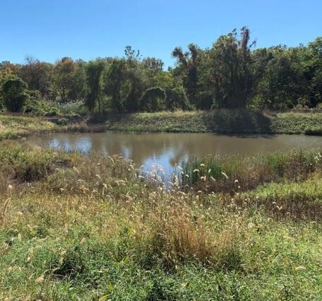 Green murky pond surrounded by lush grasses, bushes, and trees on a sunny day